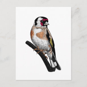 Goldfinch teckning vykort