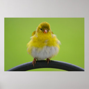 Goldfinch-utskrift Poster