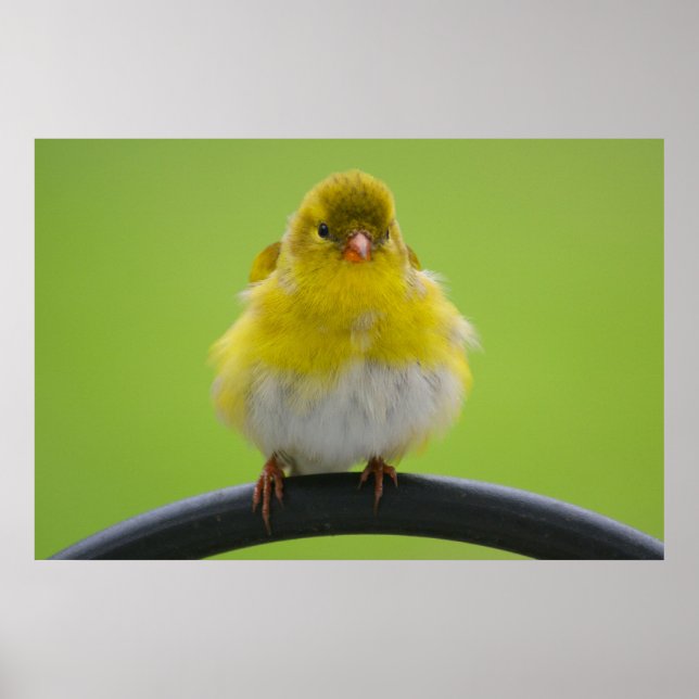 Goldfinch-utskrift Poster (Framsidan)