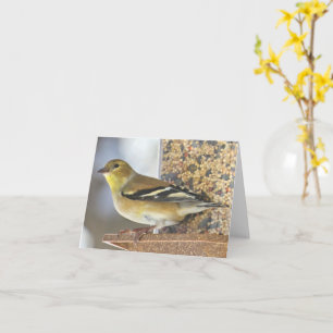 Goldfinch vid mataren - Tomt kort