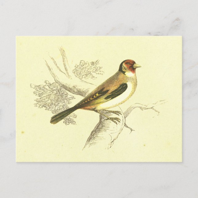 Goldfinch Vintage Bird Lithograph Vykort (Framsida)