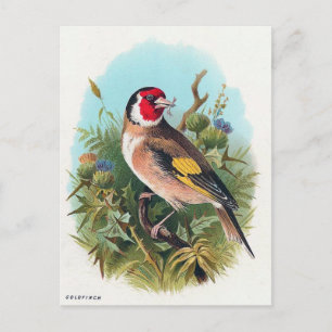 Goldfinch Vykort