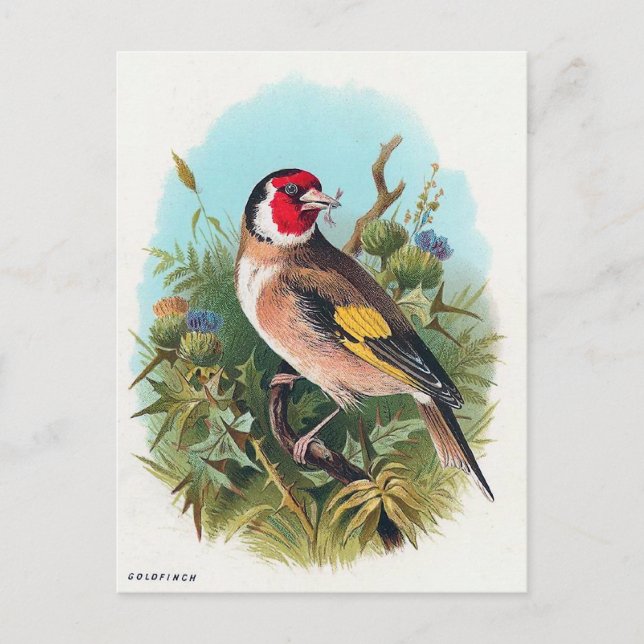 Goldfinch Vykort (Framsida)
