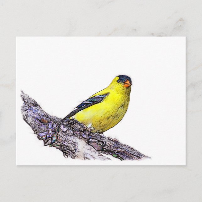 Goldfinch Vykort (Framsida)