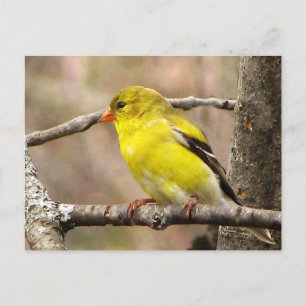 Goldfinch Vykort