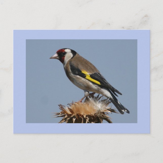 Goldfinch Vykort (Framsida)