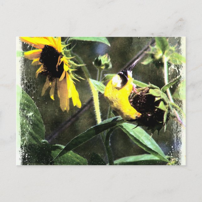 Goldfinch Vykort (Framsida)