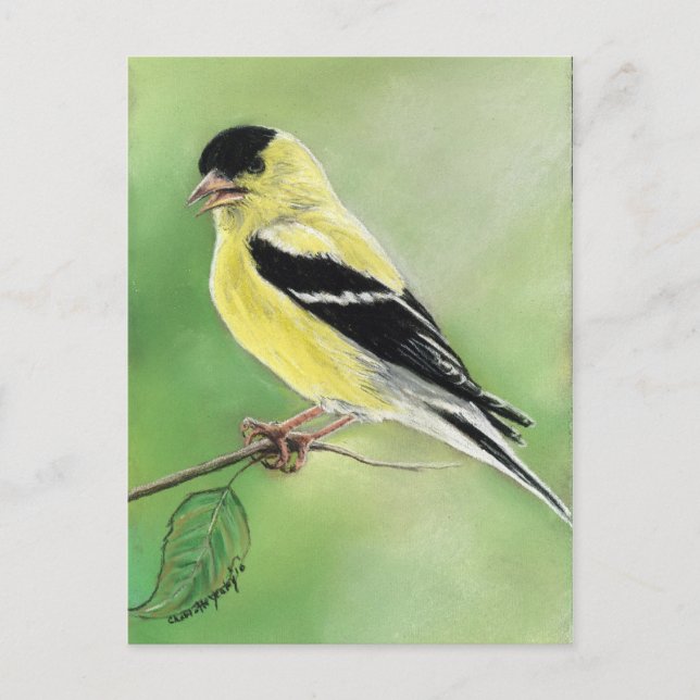 "Goldfinch"-vykort för fågelart Vykort (Framsida)