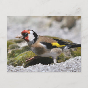 Goldfinch-vykort Vykort