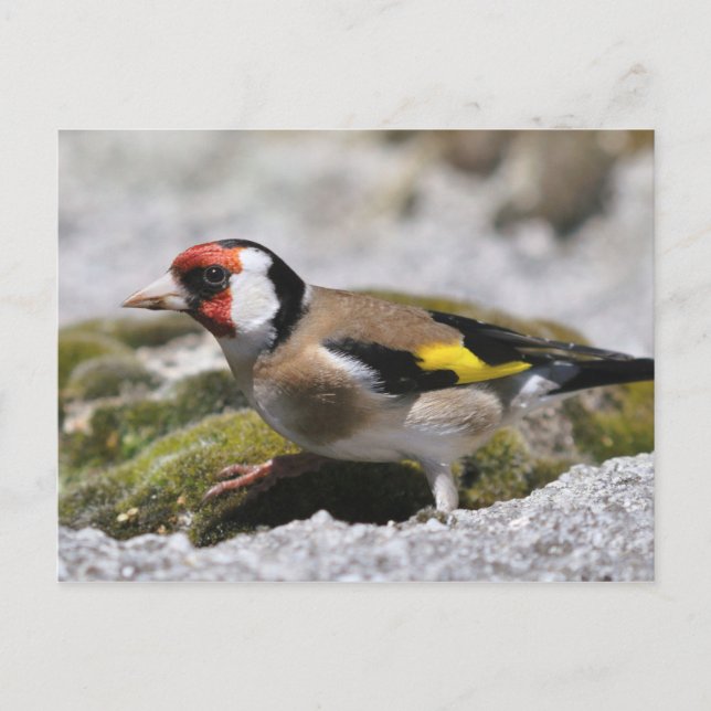 Goldfinch-vykort Vykort (Framsida)