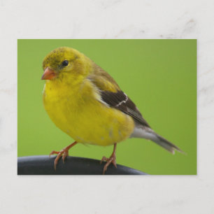 Goldfinch-vykort Vykort