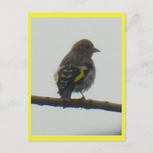 Goldfinch Young DIY-vykort Helg Vykort