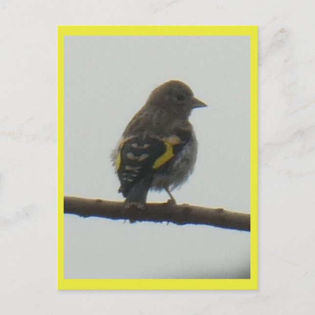 Goldfinch Young DIY-vykort Helg Vykort (Framsida)