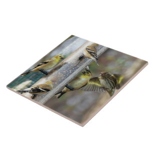 Goldfinches på mataren kakelplatta