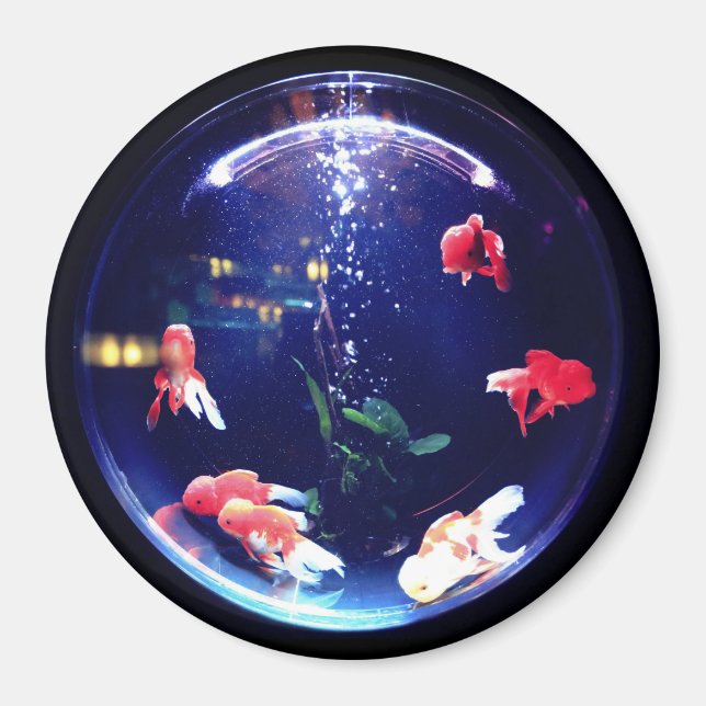 Goldfish bowl aquarium magnet (Framsidan)
