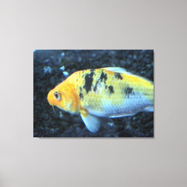 Goldfish Canvas (Framsida)