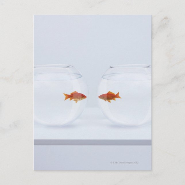 Goldfish i separata fiskskålar tittar ansikte att  vykort (Framsida)