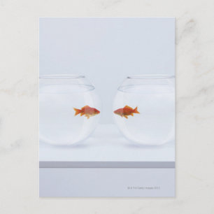 Goldfish i separata fiskskålar tittar ansikte att vykort