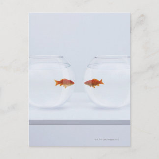 Goldfish i separata fiskskålar tittar ansikte att vykort