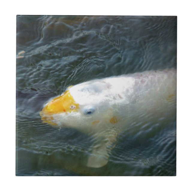 Goldfish i Sjö Kakelplatta (Framsidan)