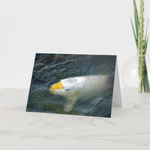 Goldfish i Sjö Kort