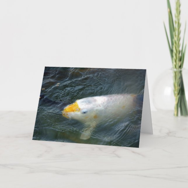 Goldfish i Sjö Kort (Framsida)
