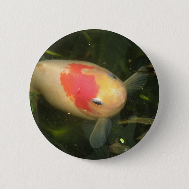 Goldfish-knapp Knapp (Framsida)