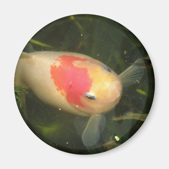 Goldfish Magnet (Framsidan)