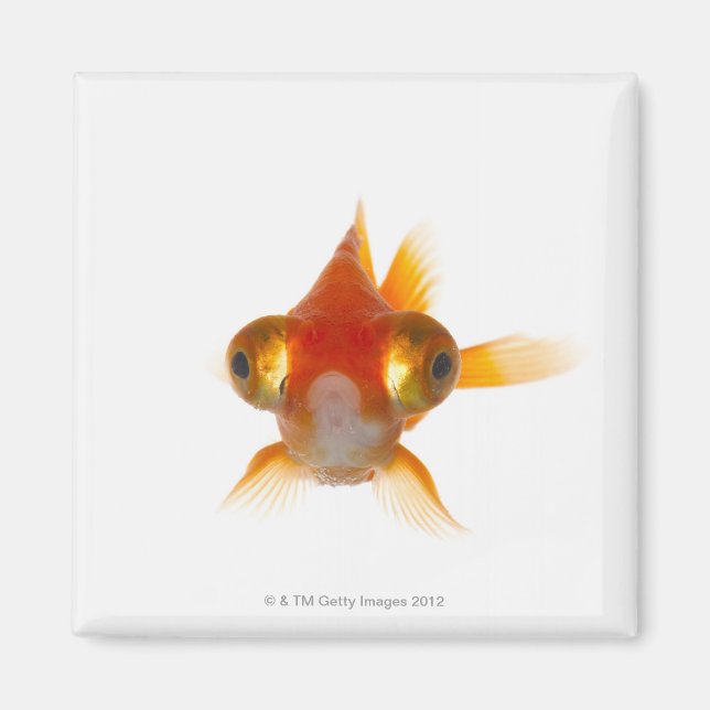 Goldfish med Big öga 2 Magnet (Framsidan)