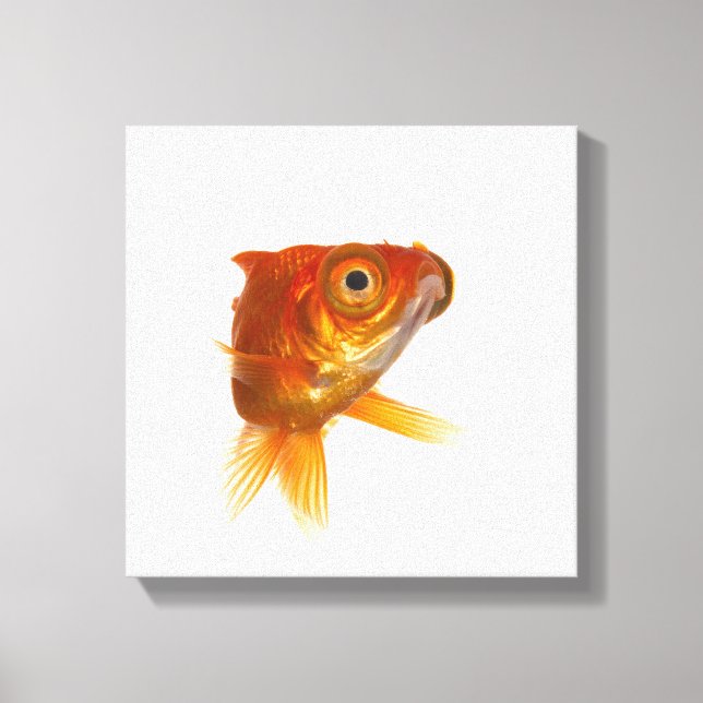 Goldfish med Big öga 3 Canvastryck (Framsida)