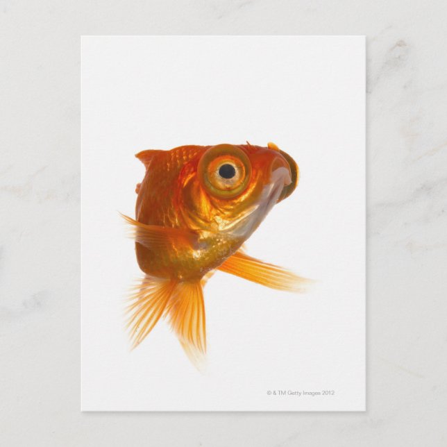 Goldfish med Big öga 3 Vykort (Framsida)