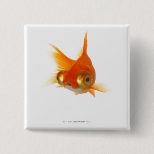 Goldfish med Big öga Knapp