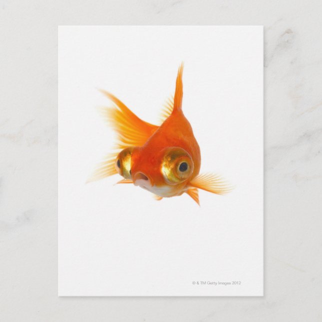 Goldfish med Big öga Vykort (Framsida)