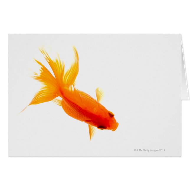 Goldfish, overhead view hälsningskort (Framsidan Horizontal)