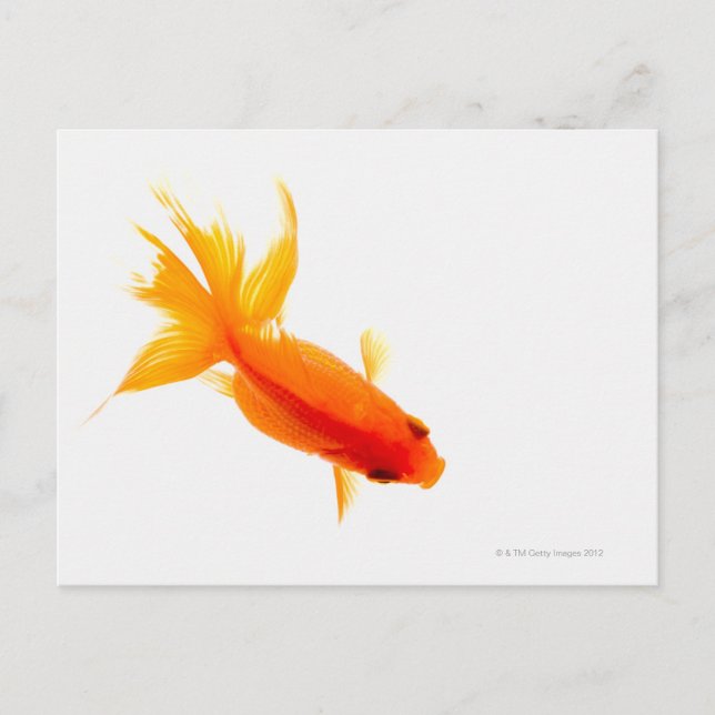 Goldfish, overhead view vykort (Framsida)