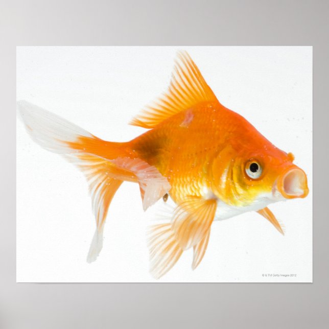 Goldfish på vit bakgrund poster (Framsidan)
