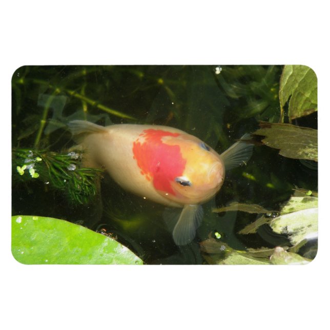 Goldfish Premium Magnet (Horisontell)