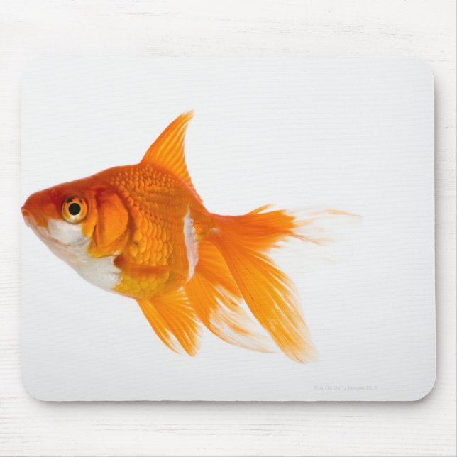 Goldfish, sidovy musmatta (Framsidan)