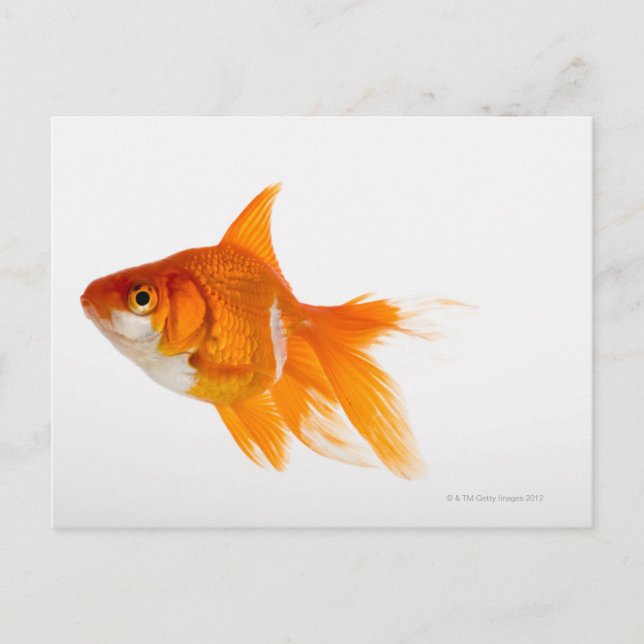Goldfish, sidovy vykort (Framsida)