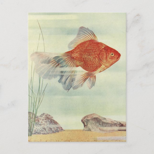 Goldfish T-Shirts, Cards & Gifts! Vykort (Framsida)