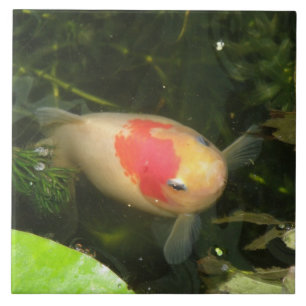 Goldfish Tile Kakelplatta