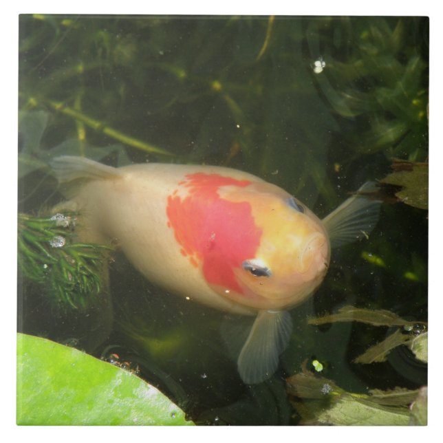 Goldfish Tile Kakelplatta (Framsidan)