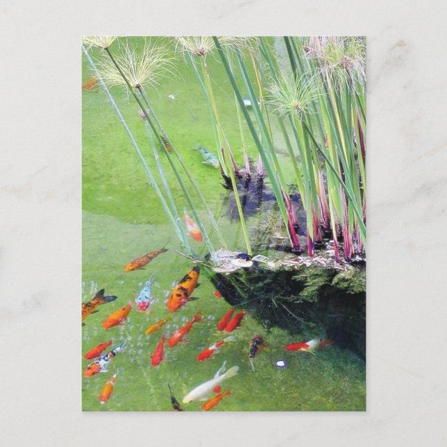 Goldfish Vykort (Framsida)