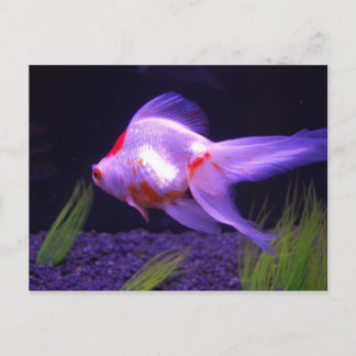Goldfish-vykort Vykort