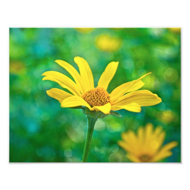 Goldie Fototryck (Framsidan)