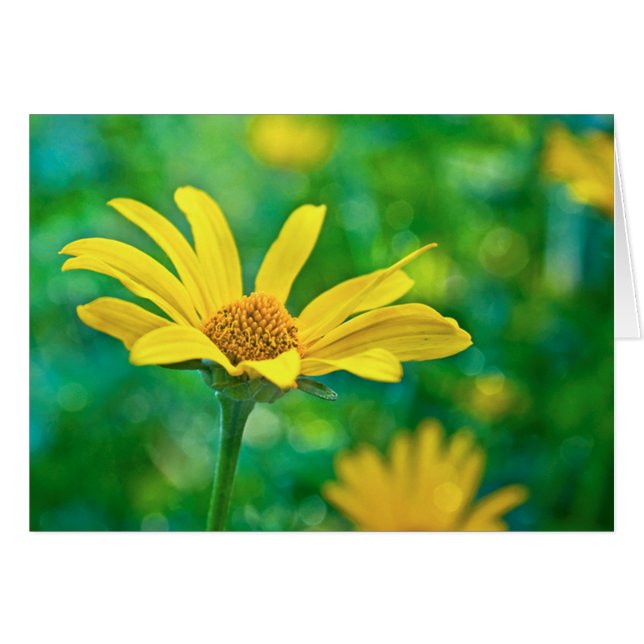 Goldie OBS Kort (Framsidan Horizontal)