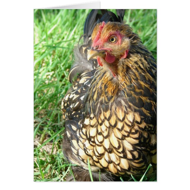 Goldie the Hen Hälsningskort (Framsidan)