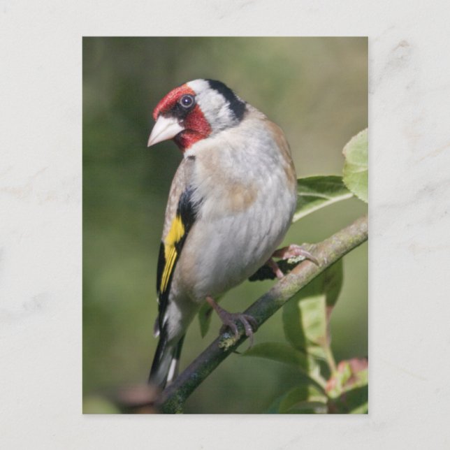 Goldie-vykort Vykort (Framsida)