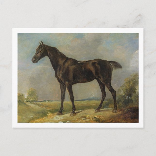 Golding Constable's Black Riding-Horse, 1805-10 Vykort (Framsida)