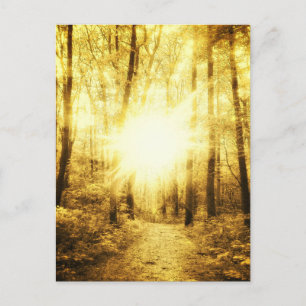 GOLDSUN2 POSTCARD VYKORT